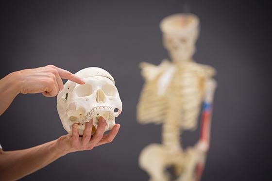 Photo of a nursing instructor holding up a skull prop while pointing to it. 