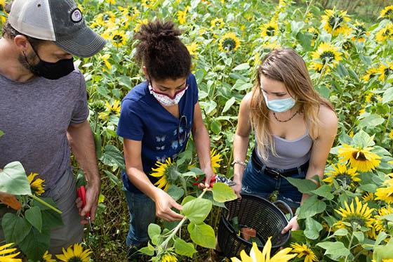 Photo of three Chatham University students at Eden Hall, harvesting sunflowers